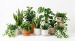 © Twilight Stock - Set of green indoor potted plants for home decoration on white background