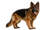 © iPNGi - Majestic German Shepherd dog with black and tan fur standing alert, isolated on transparent background