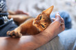 © Natallia - Close-up of man gently petting and holding beautiful Abyssinian cat in lap. Pet companionship, unconditional love, bond between human and cat.