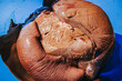 © Jolanta - Close-up of fresh raw liver lobes piled in a vivid blue bowl, showing glossy reddish-brown surfaces, folds, and detailed natural tissue texture.