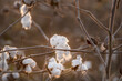 © Travel 'n' Lifestyle - View of fluffy white cotton bolls ripening on branches in a field during golden hour in Multan, Punjab, Pakistan.