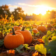 © SolaruS - Vibrant orange pumpkins bask in the warm, golden glow of a setting sun in a rustic autumn field. This cozy harvest scene with nobody evokes feelings of gratitude and seasonal warmth.