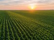 © oksa_studio - Corn and maize field aerial view at sunset over a rural agriculture farming nature