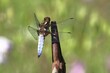 © Burkhard Sauskojus/imageBROKER - Flat-bellied dragonfly (Libellula depressa), family of damselflies (Libellulidae), male sitting on a fence top in the garden, close-up, Wilnsdorf, North Rhine-Westphalia, Germany