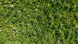 © cokninghap - Aerial view of wild green meadow overgrown with untamed grass weeds and small wildflowers
