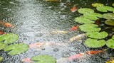 Koi Pond in the Rain with Lily Pads and Ripples