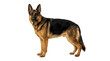© Designer - Full body portrait of an alert german shepherd dog standing isolated on transparent background