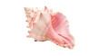 © Oliver Plaza Photo - Elegant spiral pink murex sea shell exotic ocean souvenir isolated on transparent background