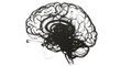 © Maidul - Detailed human brain anatomy illustration isolated on a transparent background for medical and cognitive research