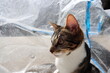 © kati17 - Cute tabby cat sitting inside a transparent plastic bag and looking to the side. Natural sunlight highlights its striped fur, white chest and large ears against crinkled silver-gray plastic.