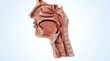 © AjayGhosh - Sagittal Cross Section of Human Head Showing Nasal Cavity and Throat Anatomy pharynx