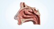 © AjayGhosh - Anatomical Cross Section of Human Nasal Cavity and Sinuses anatomy medical