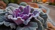 © edo - Close up ornamental kale plant covered frost rocks autumn foliage garden fall