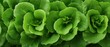 © Hospital man - Vibrant green lettuce leaves in a lush garden setting showcasing freshness and nutritional abundance for healthy eating inspiration