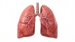 © Adobe Photo Shop - Human lungs and trachea anatomy concept, respiratory system organ model, bronchi, alveoli, pulmonary physiology, internal body structure, biology study