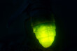 © Kanishka - Glowing green firefly insect closeup against dark background in dramatic macro night lighting