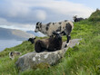 © versus_cz - Sheep on a lichen-covered boulder on Runde island, Norway
