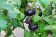 © Олег Струс - Clusters of ripe black tomatoes mature on a bush among dense green leaves in a garden. These rare dark purple fruits showcase an exotic variety, organic cultivation, and a high yield of natural vegeta