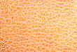 © Unkas Photo - Ripe cantaloup melon peel as background