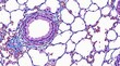 © KusnoRoy - Microscopic histology of lung tissue showing a bronchiole surrounded by alveoli and connective structures, illustrating the detailed respiratory anatomy