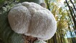 © swillklitch - Fluffy white lion's mane mushroom hanging from tree branch in natural setting