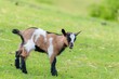 © photoholic/imageBROKER - A young pygmy goat (Capra hircus) stands in a green meadow. Austria