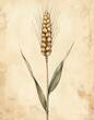 © Eddy - Wheat stem with detailed grains and thin leaves vintage botanical sketch
