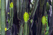 © JinnaritT - Tall green Euphorbia cactus stems with fresh green new growth. Dense cluster of tall green Euphorbia ingens succulent cactus stems with sharp thorns and light green fresh shoots growing at tips.