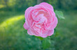 © Kirati - pink rose in the garden