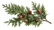 © Alaric - Evergreen cedar branch with small brown cones