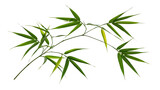 Fresh green bamboo branch with slender pointed leaves