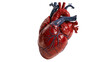 © Isolde - Anatomical human heart model with detailed red muscle tissue and blue veins