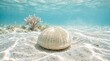 © tilialucida - Raw sea urchin shell beneath aqua water caustics