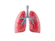 © Sharmin - Detailed anatomical human lungs model with red tissue and blue veins 3D render