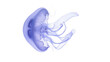 © James - Translucent blue jellyfish with flowing tentacles, isolated on transparent background
