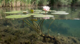 Split view of a water lily plant with its flower above the water surface and roots anchored in the pond bottom