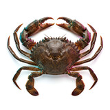 160_f_2192681951_sleuagc7ahbpwgylymk7vsq2ncf65okm