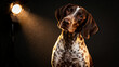 © Paulo - Studio portrait of a German Shorthaired Pointer dog lit by a dramatic spotlight against a dark background