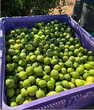 © GILPEDRO - Gran cantidad de limones españoles verdes frescos recién cosechados del huerto, acumulados en una caja plástica morada durante la jornada de recolección agrícola
