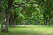 © Irina - Mature oak Trees in the forest with Grassy lawn, front view