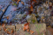 © Silvia - Particolare di pontile su ruscello