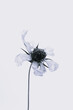 © ADDICTIVE STOCK - Wilted flower with delicate petals on pale background