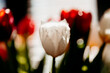 © ADDICTIVE STOCK - White tulip macro among red flowers with soft bokeh