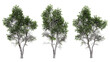 © Uvindu - Highly detailed 3d rendered mature broadleaf trees with rich summer foliage and textured bark for environmental design