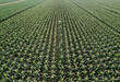 © Pixel-Shot - Sustainable agriculture and food security, aerial view of a large corn field with rows of green crops in a rural landscape during the summer season