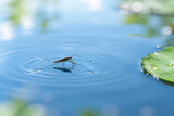 Water strider insect on calm blue water with lily pad, nature and aquatic ecosystem concept