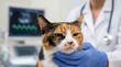 © Alex Pios - Calico cat being examined by a veterinarian in blue gloves, with medical equipment in the background, symbolizing pet health and veterinary care.