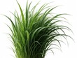 © Viktor - Lush green grass clump on clean white background. Tall slender blades sway gently creating organic texture. Natural plant element for eco designs or health topics.