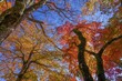 © Scott Mirror - 秋晴れの青空を見上げる色鮮やかな紅葉と苔むした木々の自然風景