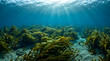 © Ria - Underwater Kelp Forest Sunlight Rays, Marine Ecosystem, Ocean Floor Biodiversity, Seaweed Plants